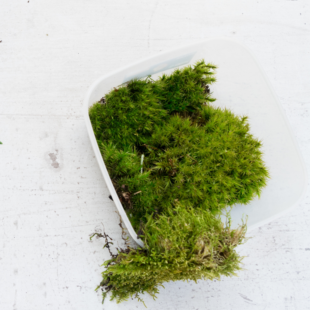 How to look after moss - Tropical Glass