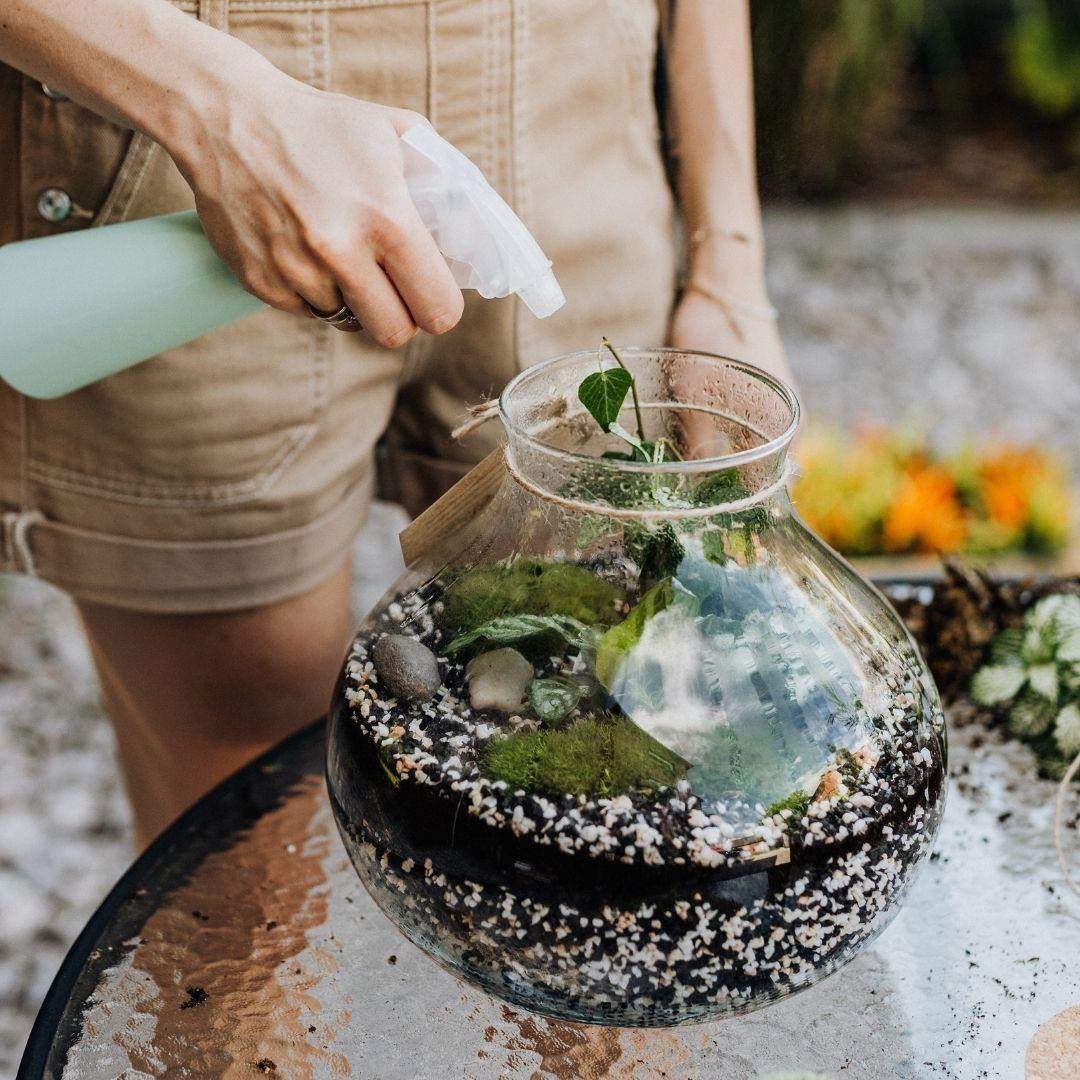 How to Water a Closed Terrarium - Tropical Glass