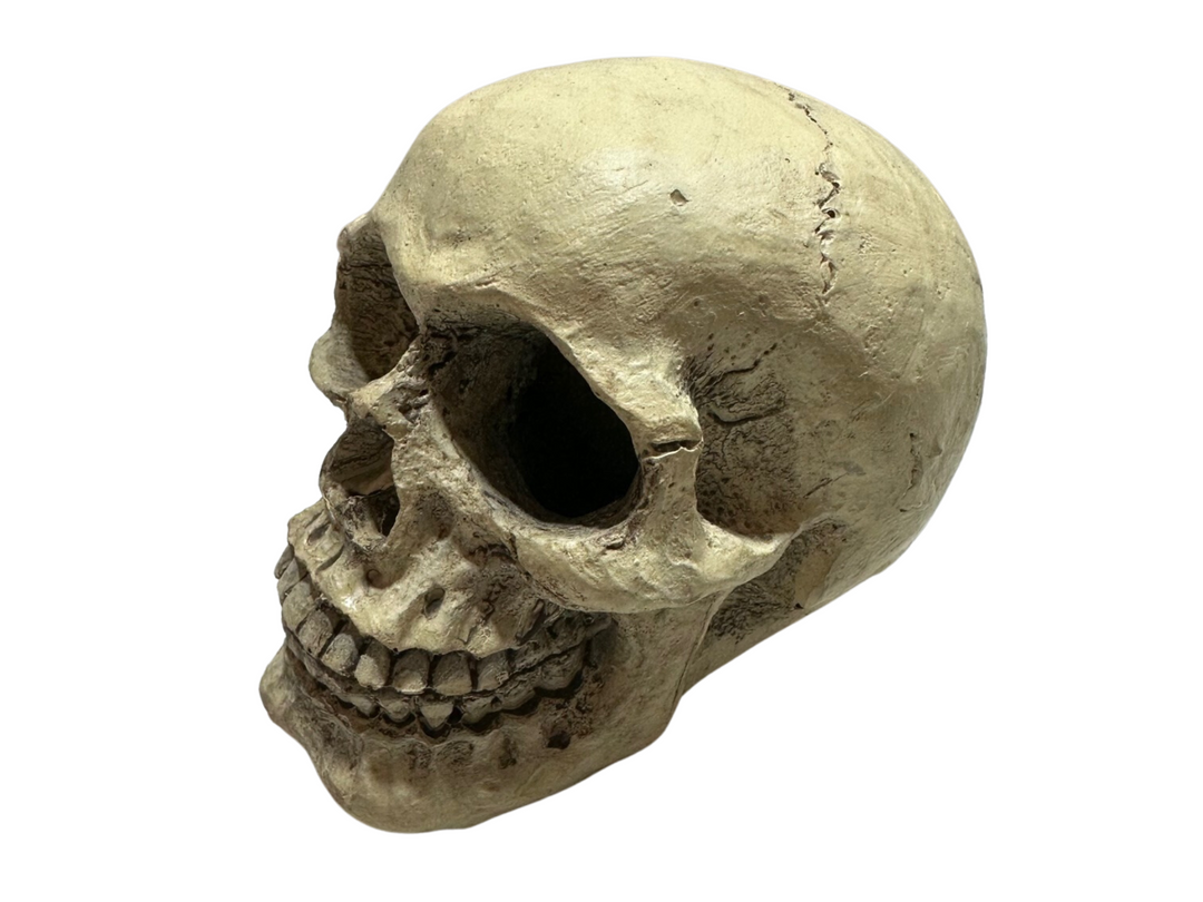 Realistic dinosaur skull decoration