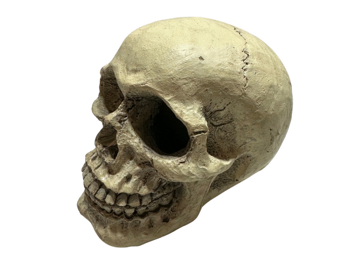 Realistic dinosaur skull decoration