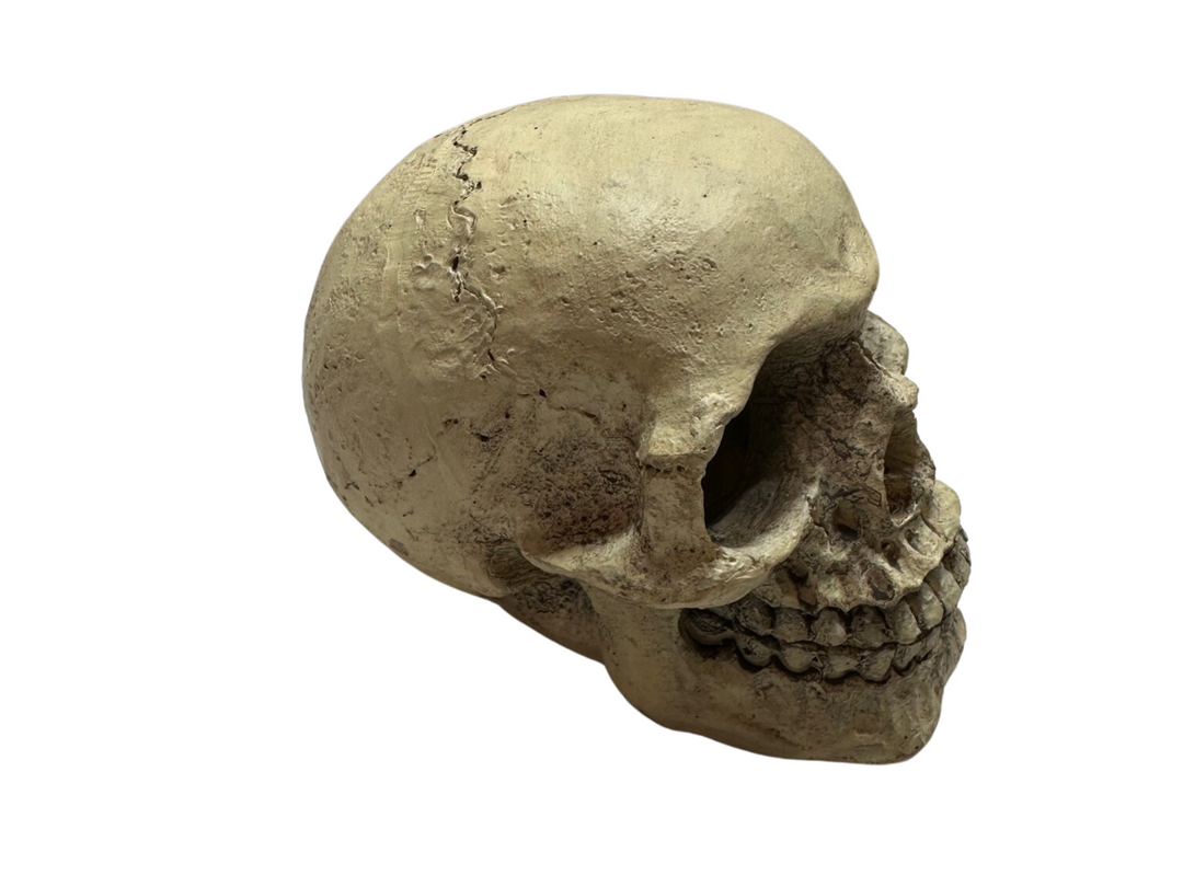 Skull Ornament Decoration