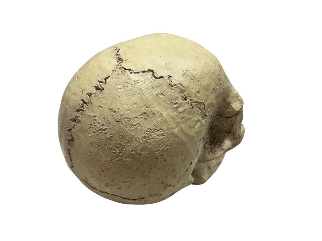 Skull Ornament Decoration