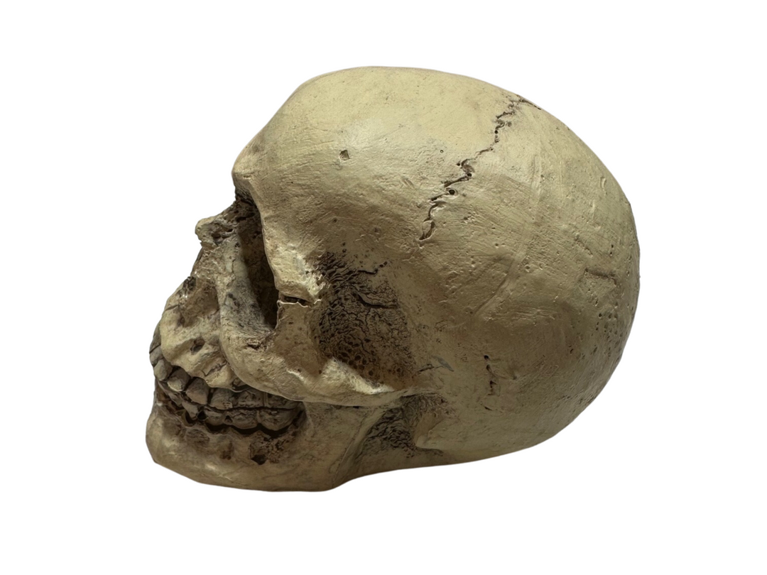 Skull Ornament Decoration