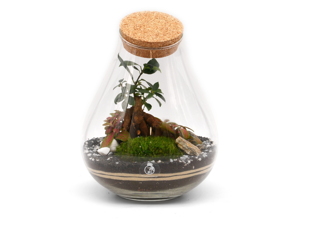 Terrarium - The Perfect Gift for Plant Lovers