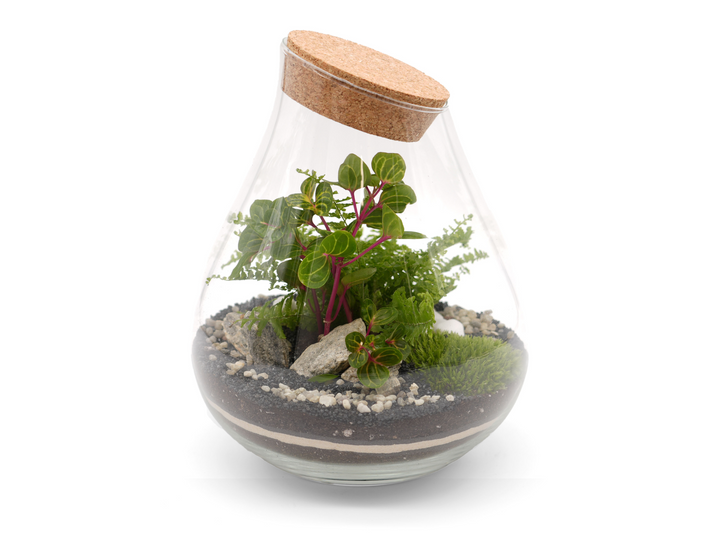 Teardrop Closed Terrarium Kit DIY H: 25 cm | 'Belfast'