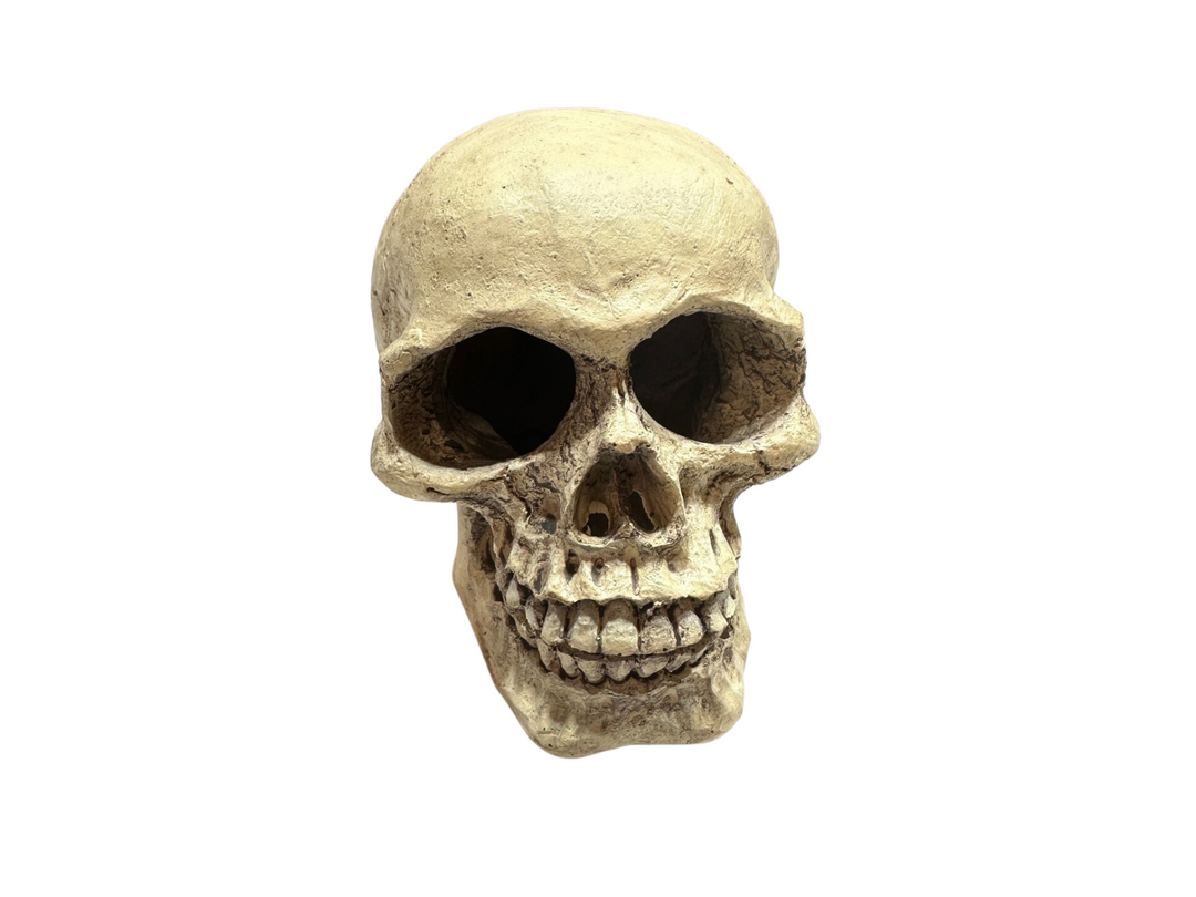 Dinosaur skull decoration for prehistoric terrarium setup