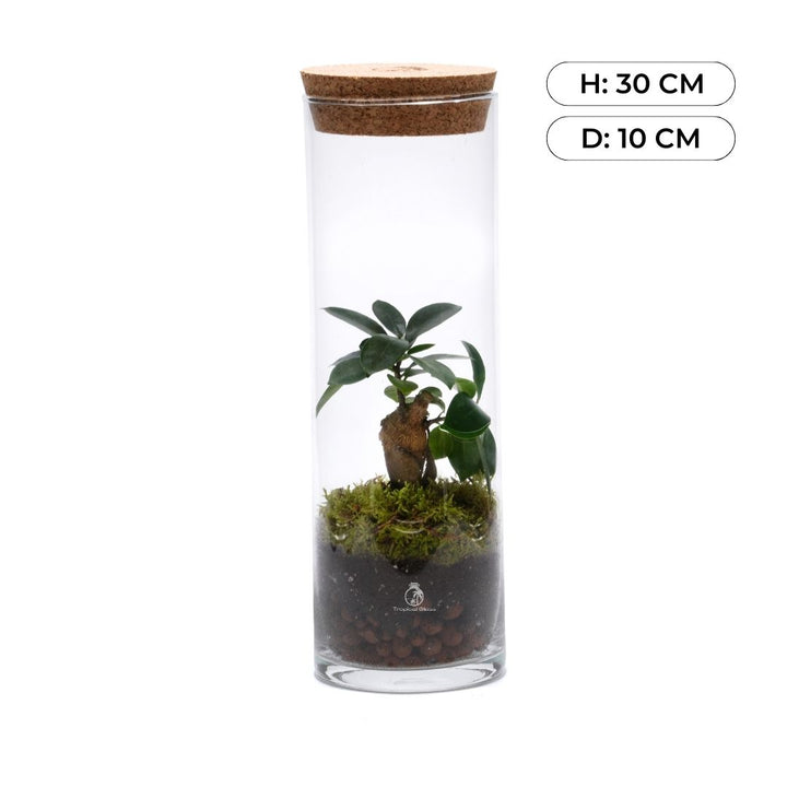 Ready-made Bonsai terrarium H: 30 cm | 'Tokyo'