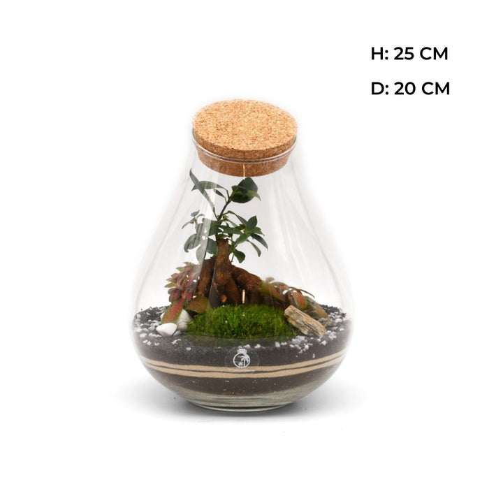 DIY Terrarium Kit: Design Your Own Ficus Bonsai Terrarium H: 25 cm | 'Shanghai'