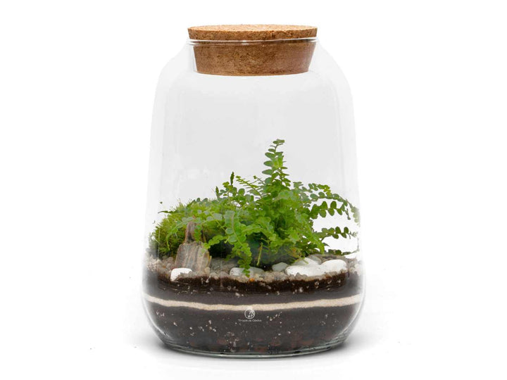 Finished terrarium garden with live moss and fern in glass container