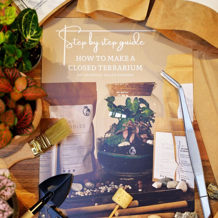 DIY Terrarium Kit: Design Your Own Ficus Bonsai Terrarium H: 25 cm | 'Shanghai'