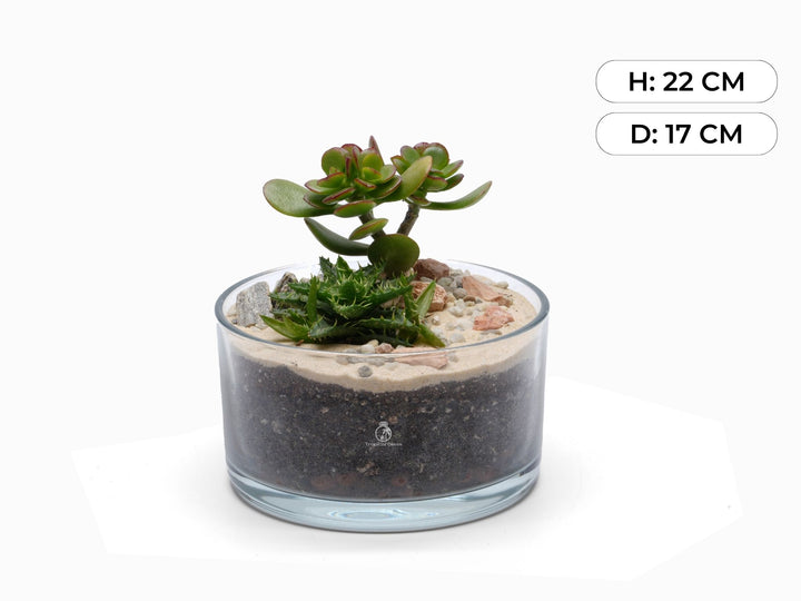 Make your Own Open Terrarium Kit | 'Chania'