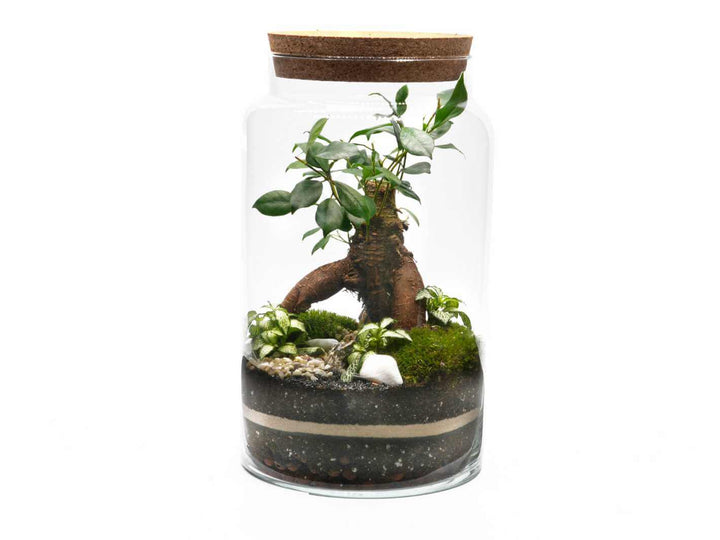 Tall diy terrarium kit with bonsai, fittonia and lush moss
