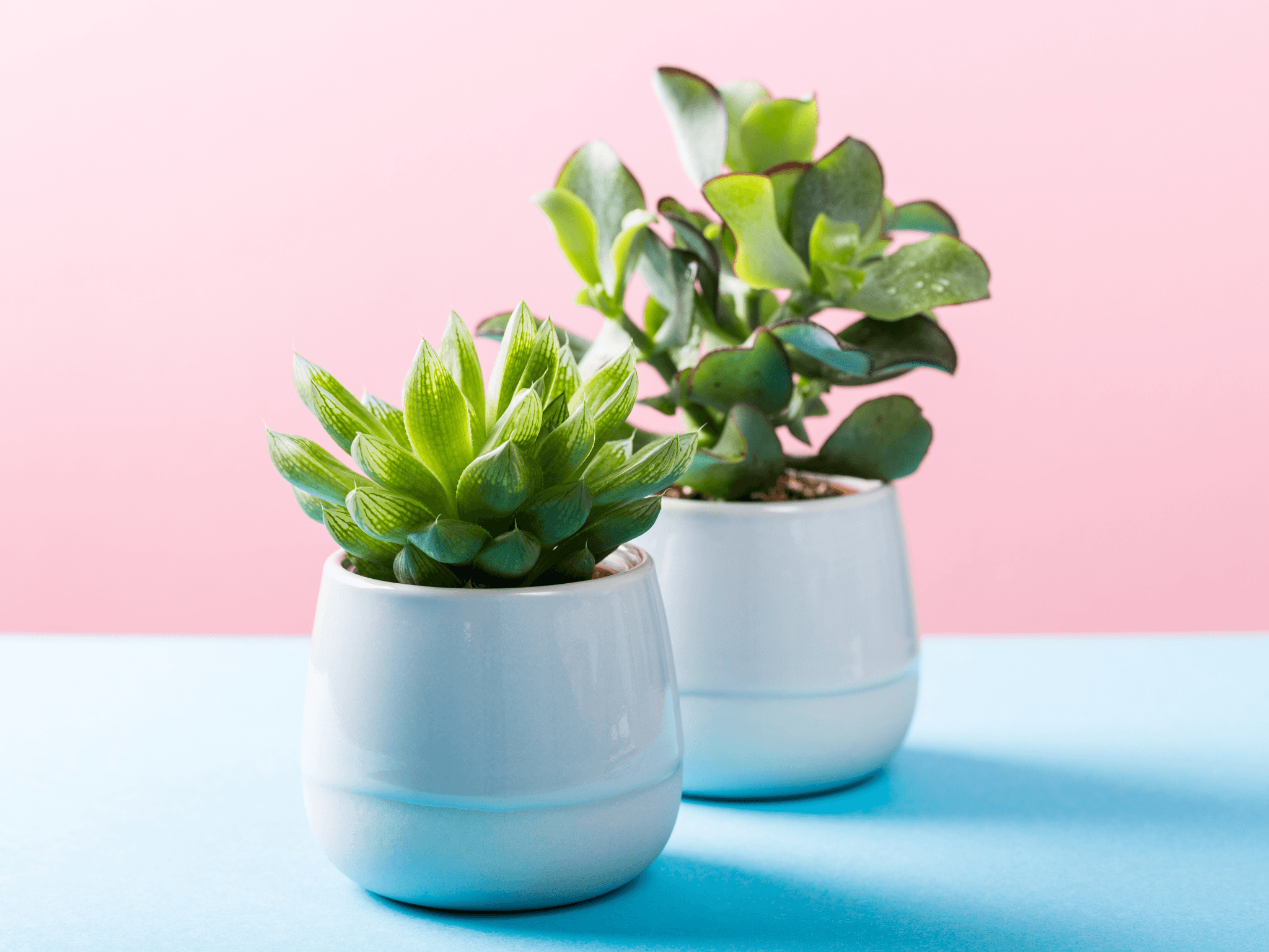 Decorative Plant Pots