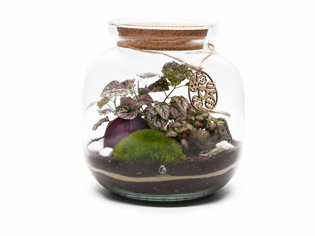 self sustaining closed terrarium