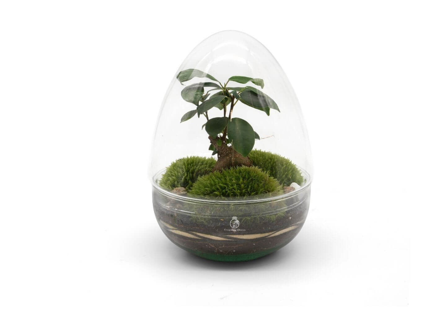 Diy Bonsai Terrarium Kit H: 25 Cm, 'Shanghai' By Tropical Glass