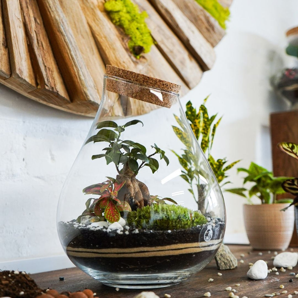 Living Ficus Ginseng Ecosystem