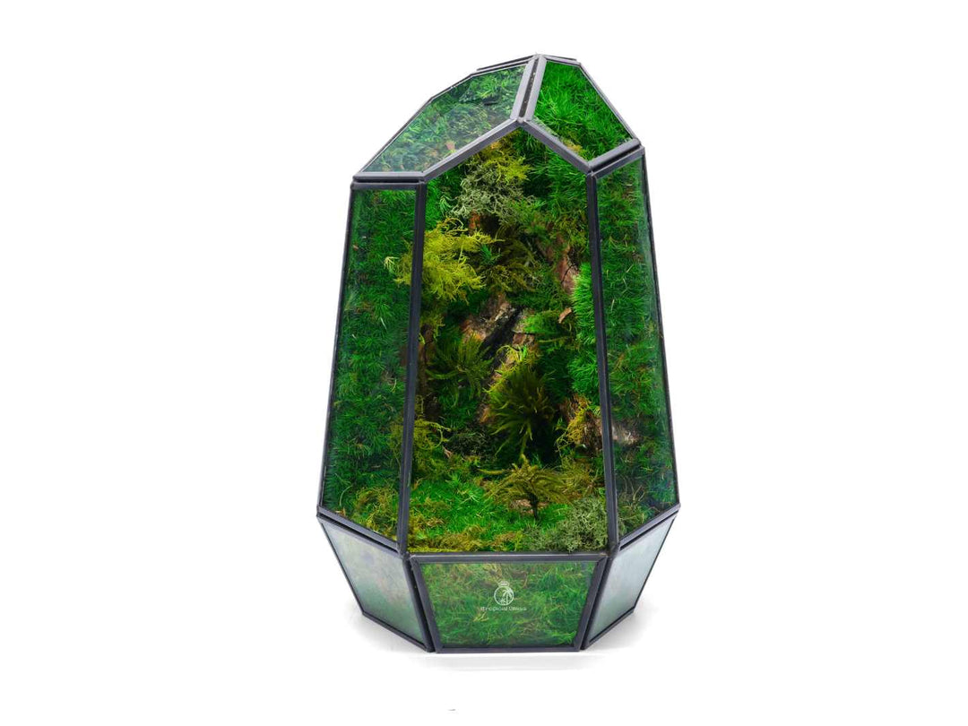 Geometric terrarium with preserved moss, a stylish and modern decor piece.