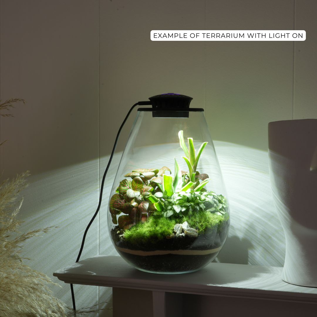 Closed terrarium with glow light