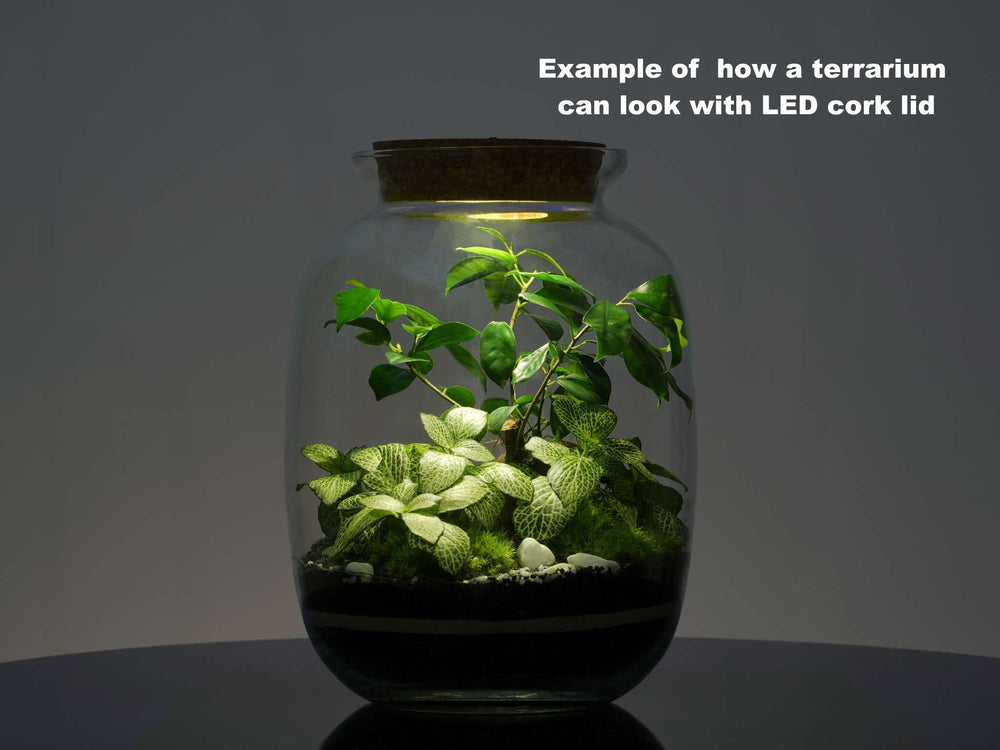 Light up terrarium