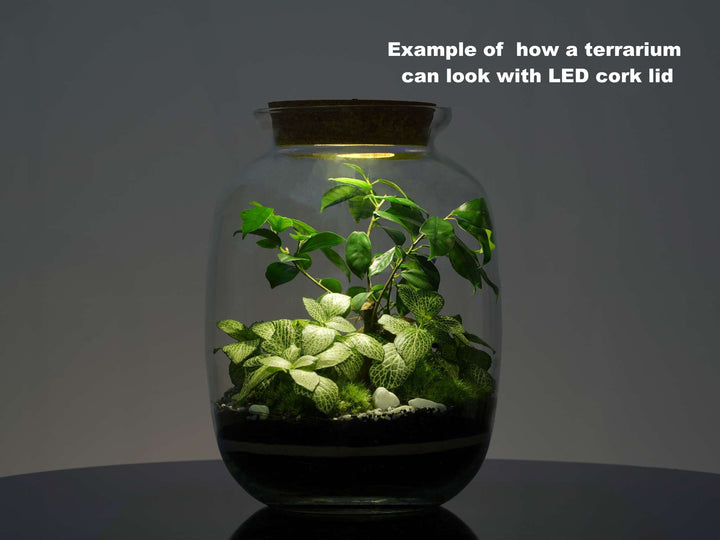 Light up terrarium with plants inside
