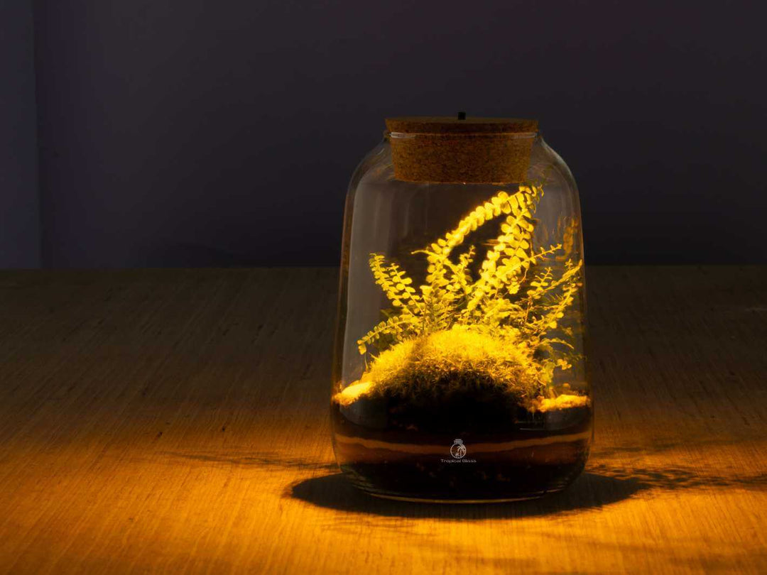 Light up terrarium kit with LED lights and live plants in glass jar