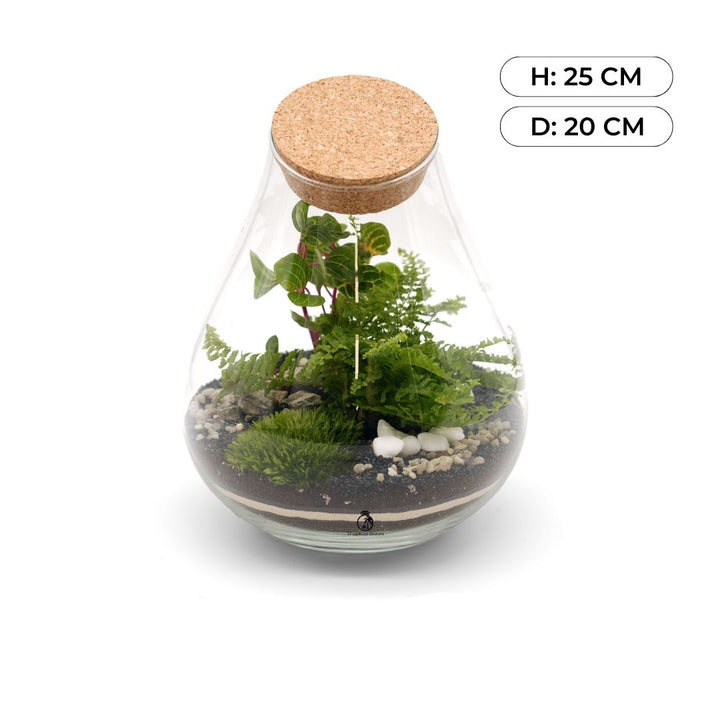 Teardrop Closed Terrarium Kit DIY H: 25 cm | 'Belfast'