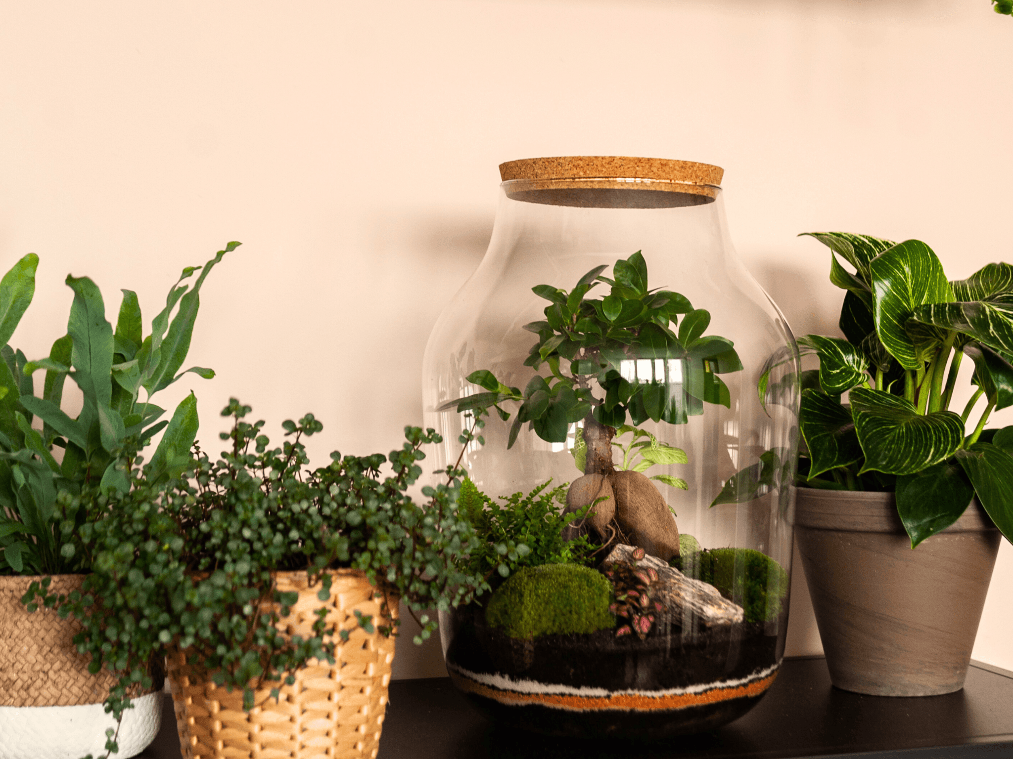 Terrarium on a shelf