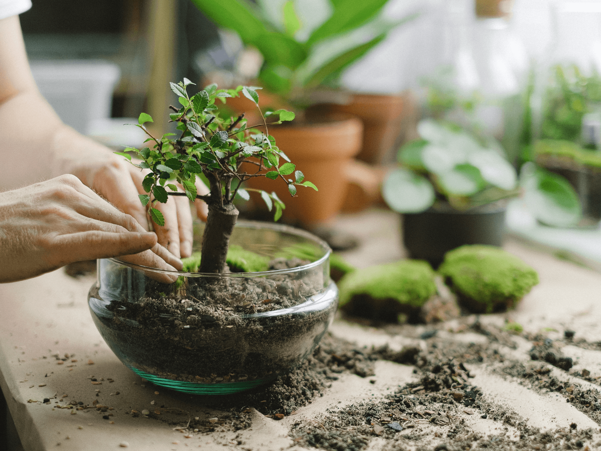 Make your own terrarium class