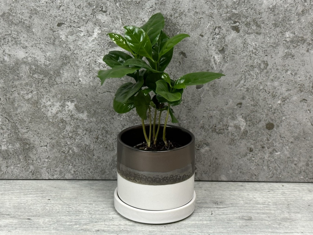 Coffee Plant | Coffea Arabica | 6 cm