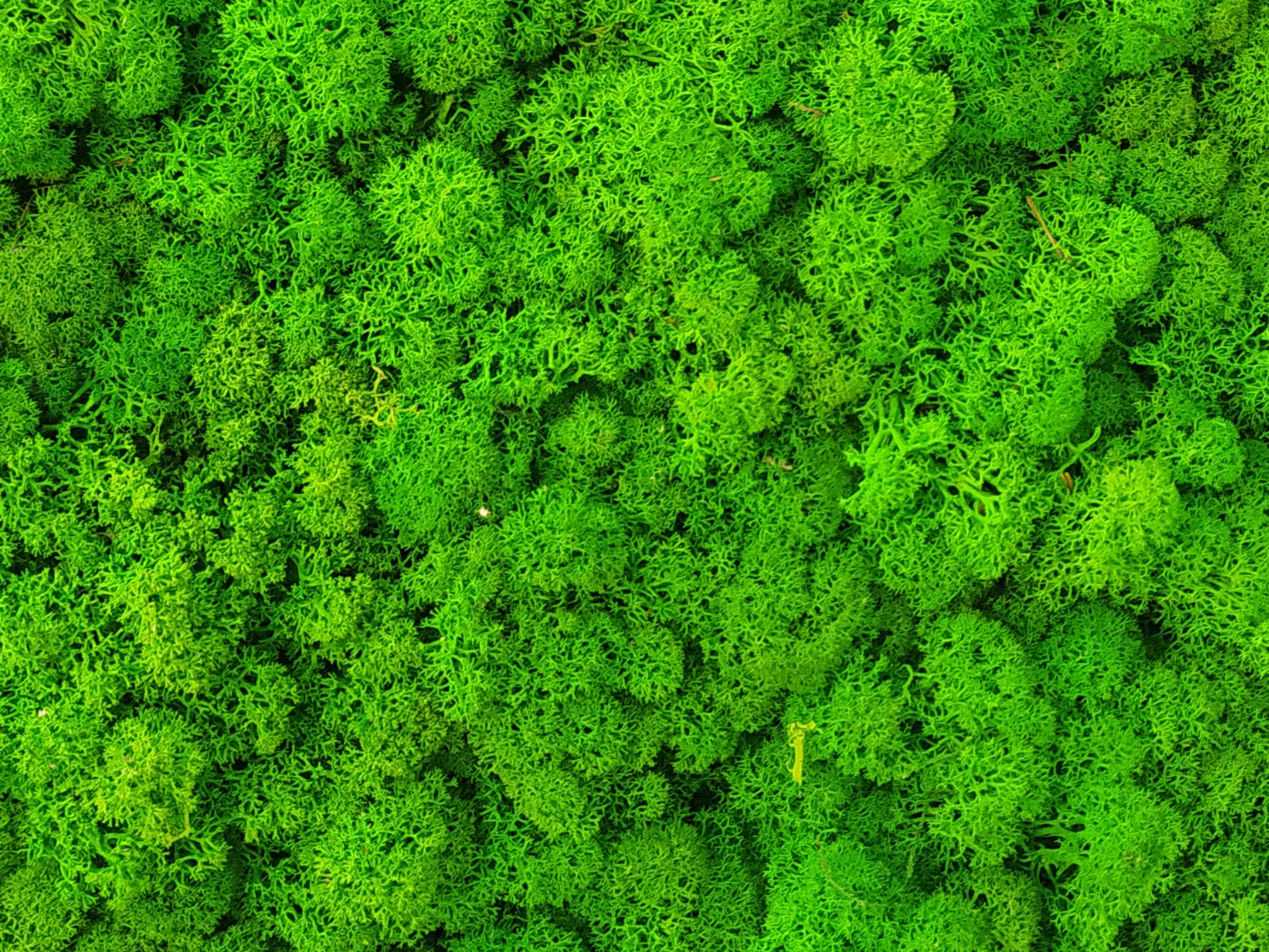 Reindeer Preserved Moss