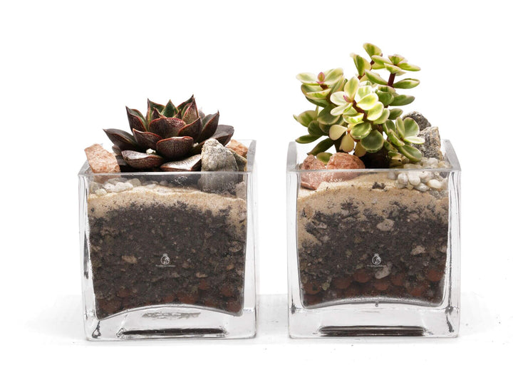 DIY Succulent Plant Arrangement | 'San Jose'