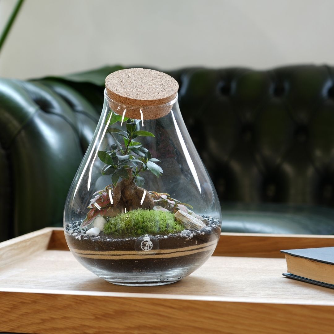 DIY Terrarium Kit: Design Your Own Ficus Bonsai Terrarium H: 25 cm | 'Shanghai'