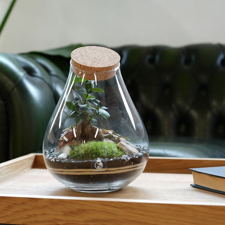 DIY Terrarium Kit: Design Your Own Ficus Bonsai Terrarium H: 25 cm | 'Shanghai'