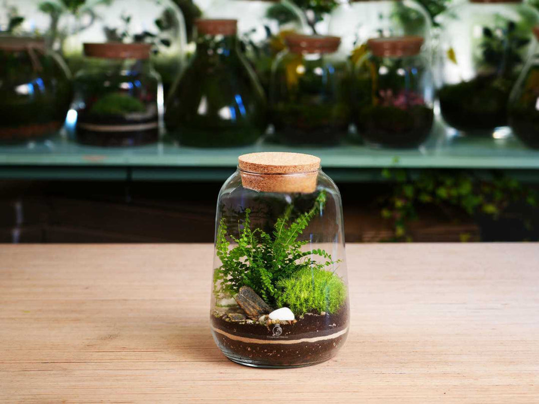 Terrarium in a glass jar with a cork lid on a wooden surface, with more terrariums in the background.