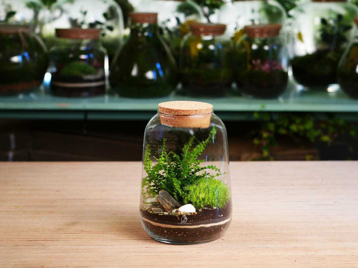 Terrarium in a glass jar with a cork lid on a wooden surface, with more terrariums in the background.