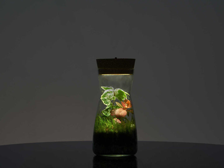 DIY Terrarium Kit with Jar and Plants | Small Bottle Terrarium Kit | 'Porto'