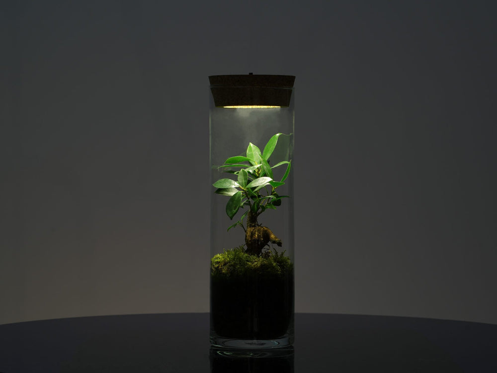 LED Terrarium with light