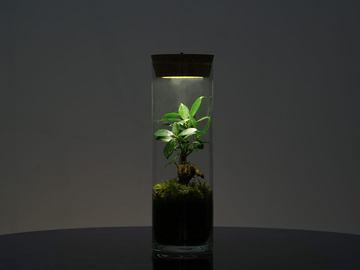 LED Terrarium with light