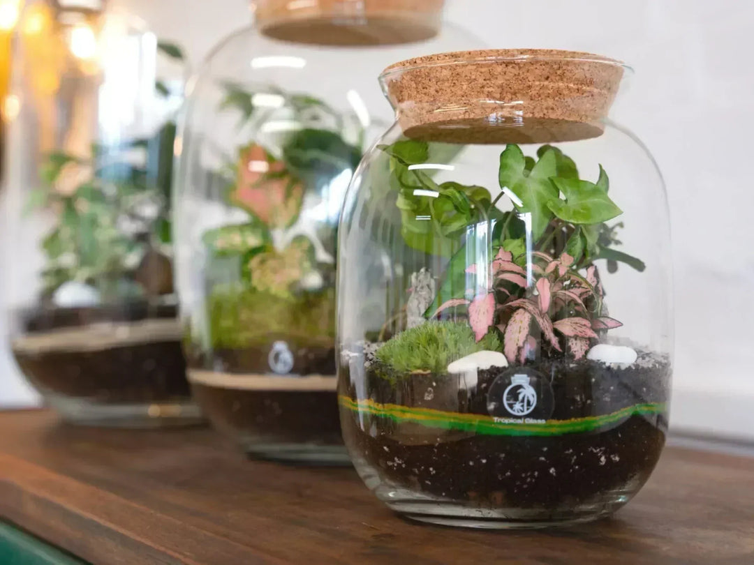Close-up of plants used in a terrarium workshop