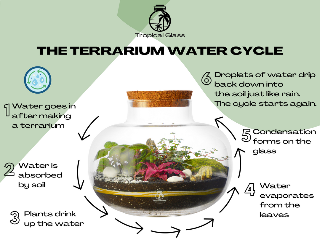 Ready-Made Terrarium H: 25 cm | 'Madrid'