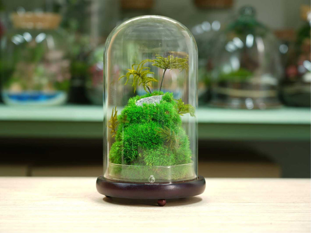Preserved moss terrarium in a glass container, perfect for home decor or gifts.