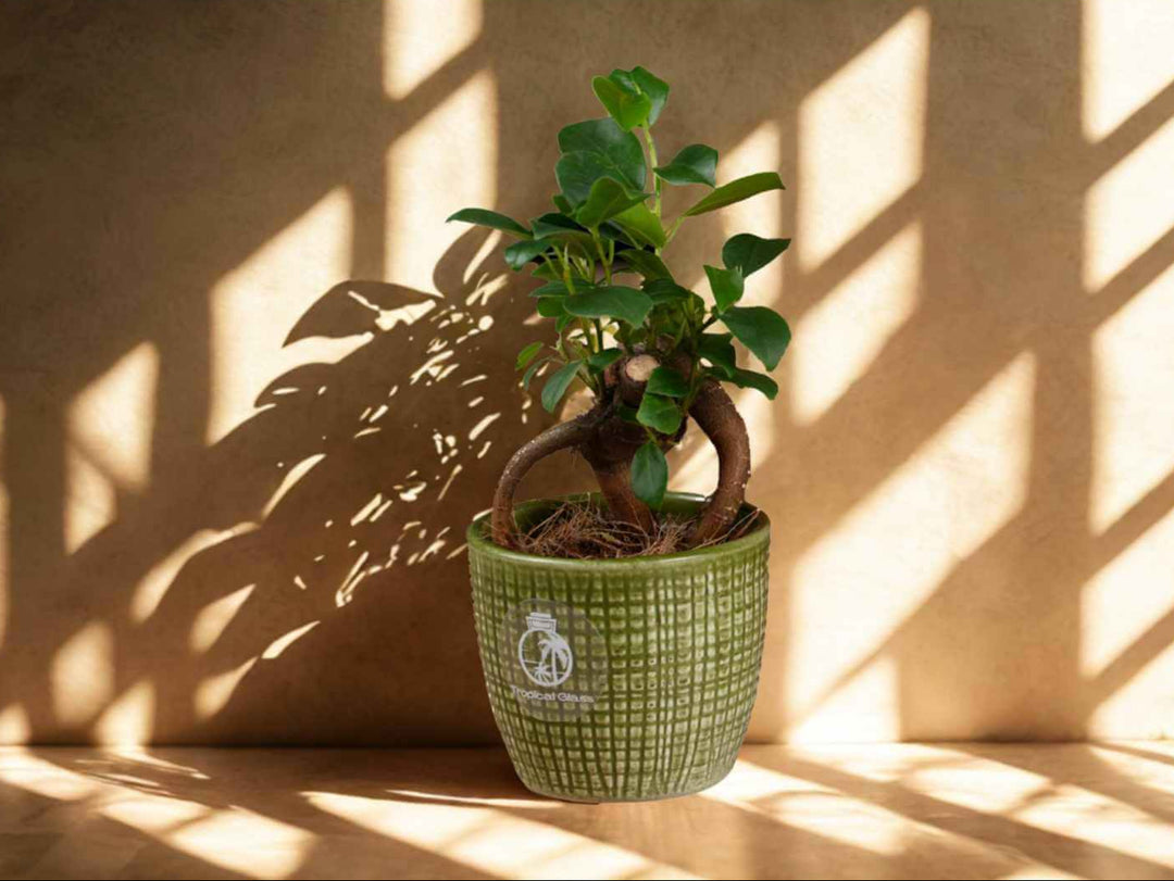 Potted bonsai plant in a green pot on a surface with a patterned wall in the background