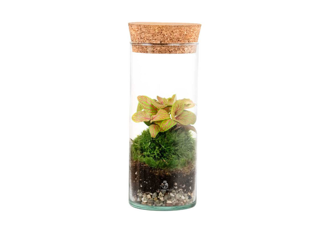 Complete DIY terrarium kit with Fittonia, moss, and pebbles