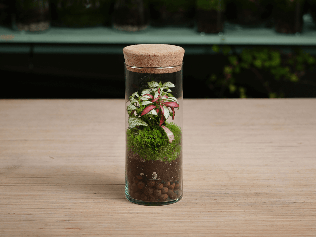 Glass terrarium with Fittonia plant on a wooden surface