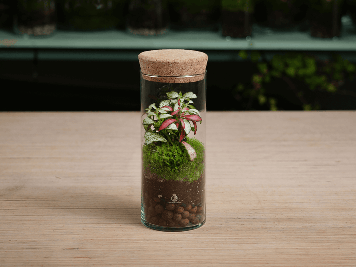 Glass terrarium with Fittonia plant on a wooden surface