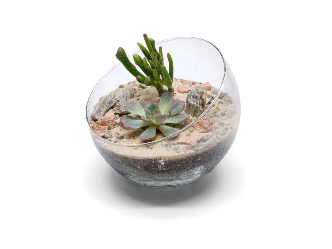 Desert Terrarium with Succulents or Cacti | 'Sinaloa'