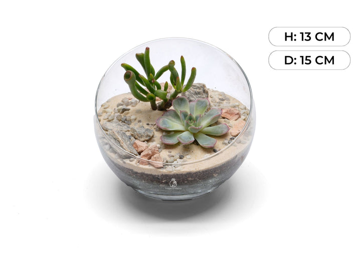 Desert Terrarium with Succulents or Cacti | 'Sinaloa'