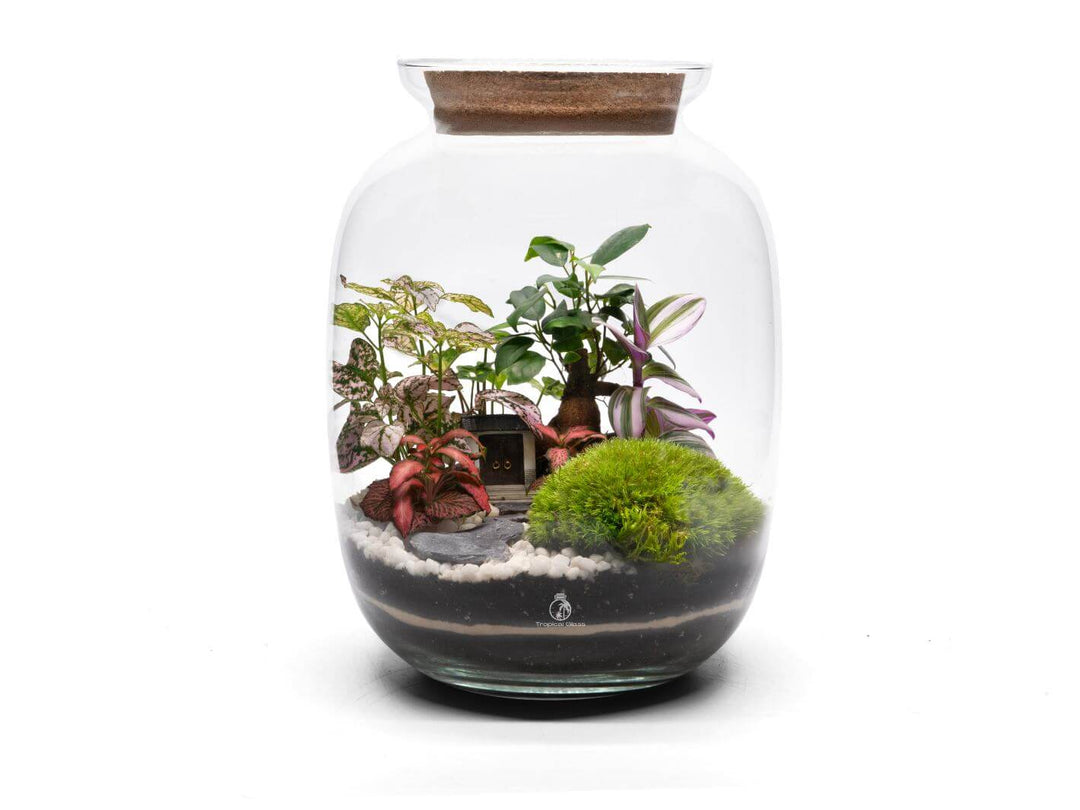 large terrarium with Ficus Bonsai, other tropical plants and moss