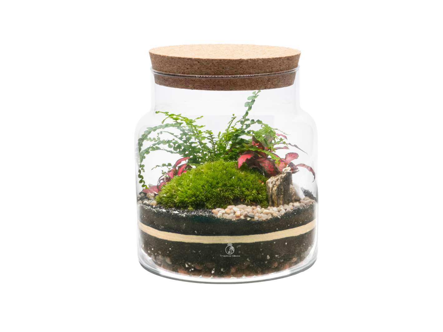 DIY Terrarium Kit with glass container, Fern, Fittonia, and decorative elements