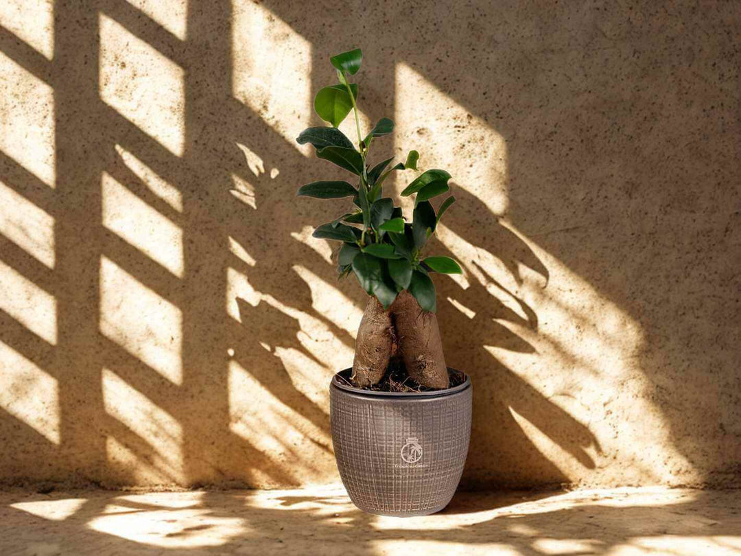 Easy-care bonsai tree for terrariums or indoor display